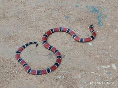 Micrurus corallinus