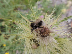 Cirsium obvallatum