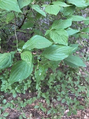 Cornus sessilis