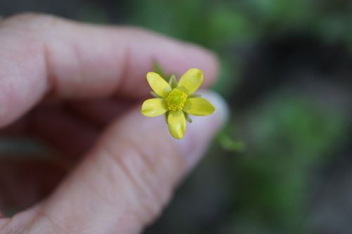 Image of Ranunculus septentrionalis by (c) Lyrae, some rights reserved (CC BY)