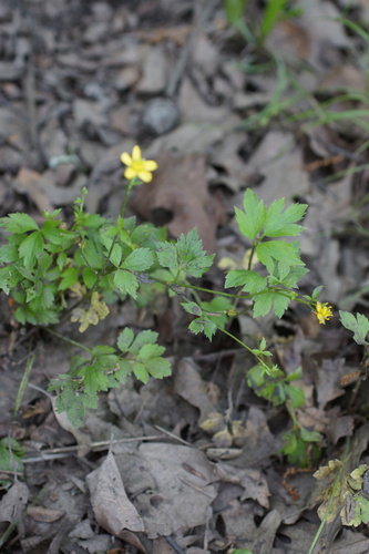 Image of Ranunculus septentrionalis by (c) Lyrae, some rights reserved (CC BY)