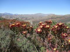 Leucadendron glaberrimum erubescens