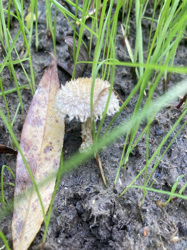 Lacrymaria asperospora · May 2025 · photo: © leyton5 (iNaturalist, cc-by)