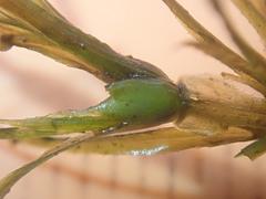 Najas flexilis
