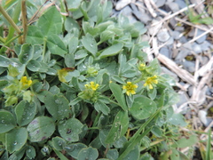 Sibbaldia parviflora