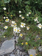 Tripleurospermum caucasicum
