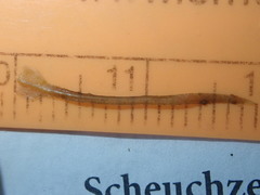 Najas flexilis