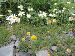 Tripleurospermum caucasicum