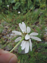 Tripleurospermum caucasicum