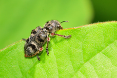 Enoclerus viduus