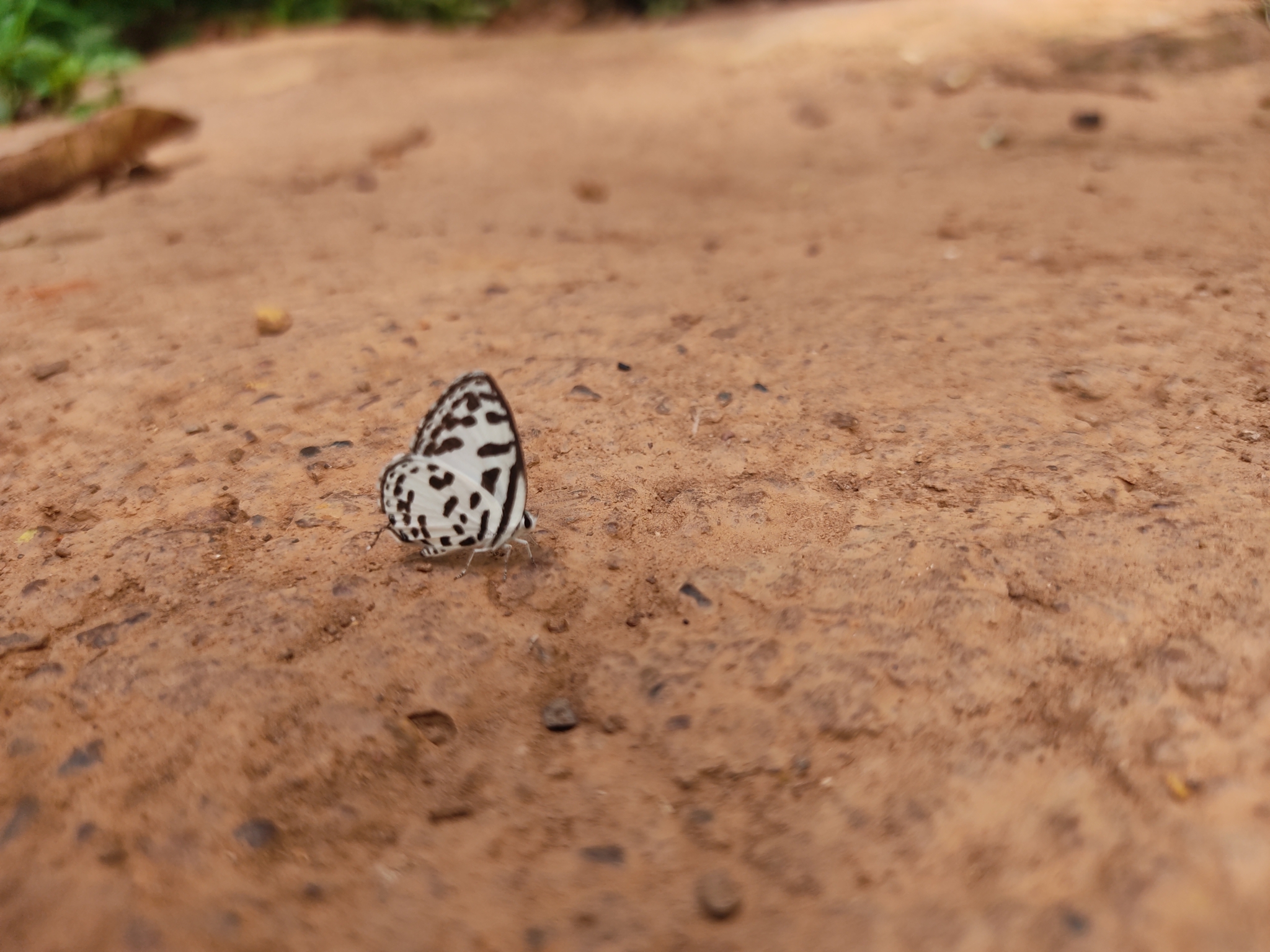 Common Pierrot