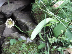 Allium victorialis