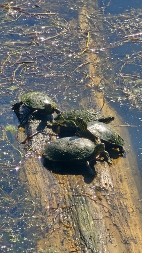 Painted Turtle