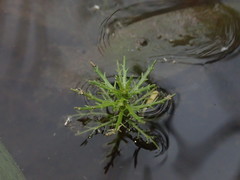 Myriophyllum hippuroides, photograph (c) Nolan Exe, some rights reserved (CC BY)