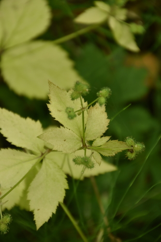 Image of Sanicula trifoliata by (c) Travis G, some rights reserved (CC BY)