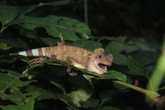 Chameleon Forest Dragon photo 4