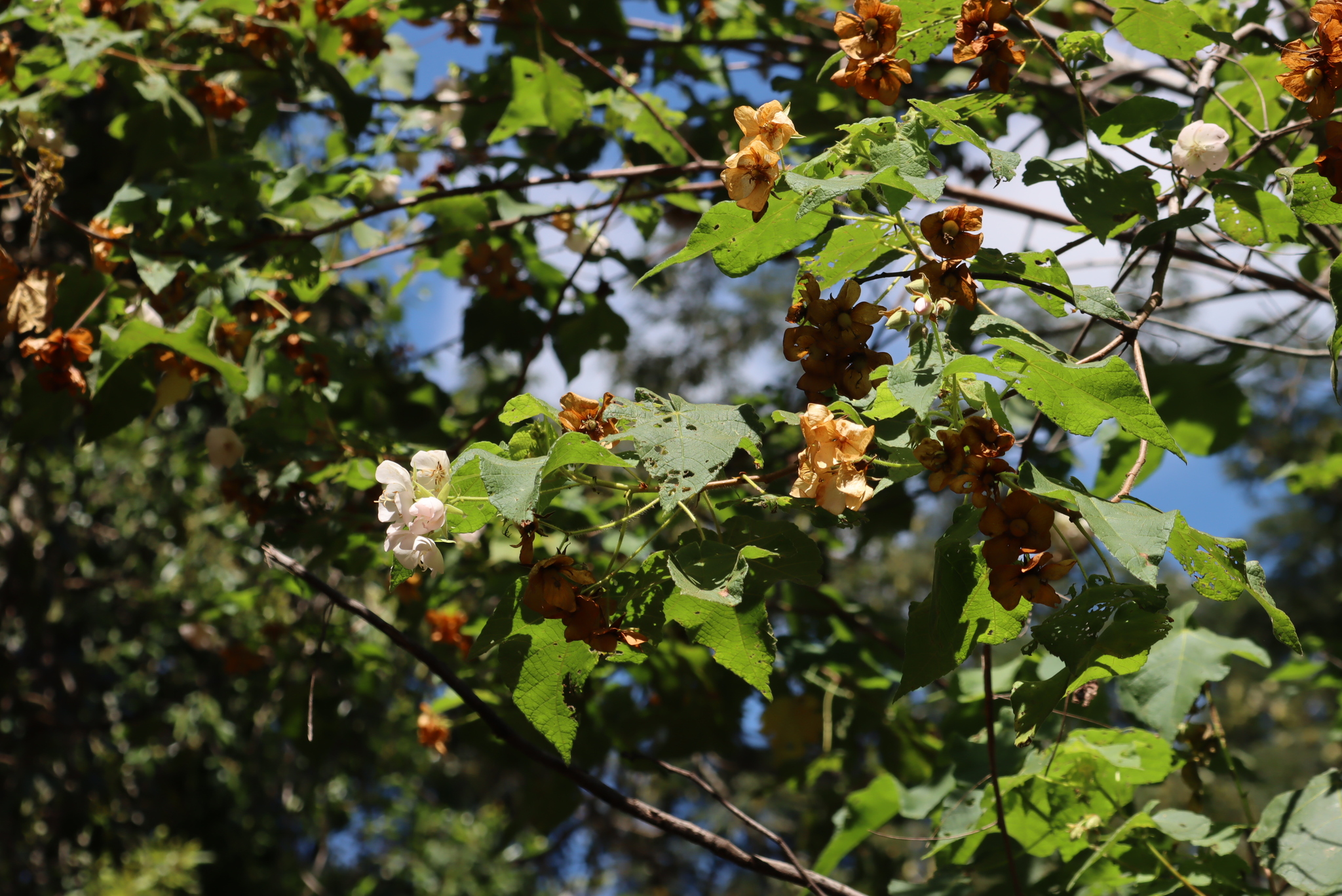 Imagem de Dombéia-rosa