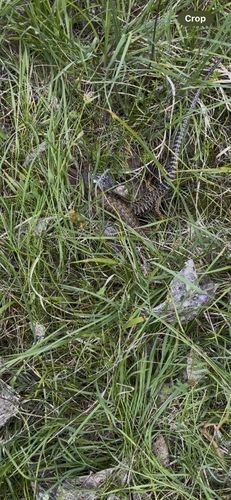 iNaturalist observation photo of Northern Alligator Lizard