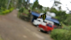 Gasteracantha hecata