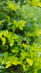 Gasteracantha hecata