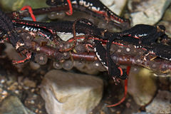 Northern Spectacled Salamander photo 2