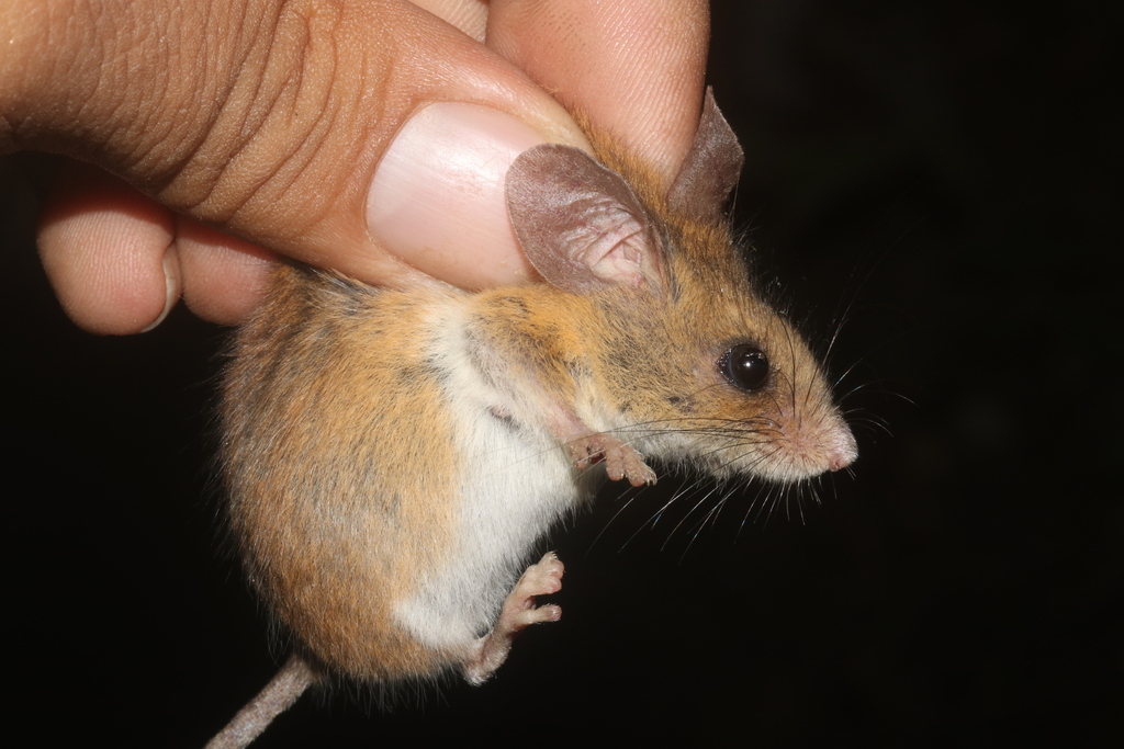 Baker's Small-toothed Harvest Mouse