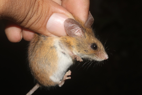 Baker's Small-toothed Harvest Mouse