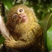 Pygmy Marmosets - Photo (c) Joachim S. Müller, some rights reserved (CC BY-NC-SA)
