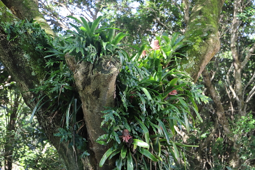 Image of Billbergia pyramidalis by (c) Suvarna Parbhoo Mohan, some rights reserved (CC BY-SA)
