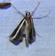 Carectocultus perstrialis