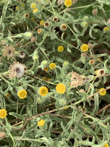 iNaturalist observation photo of Spanish False Fleabane