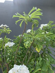 Plumeria pudica