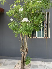 Plumeria pudica