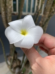 Plumeria pudica