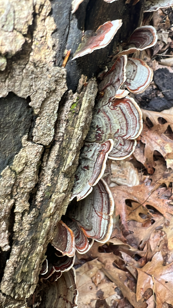 False Turkeytail