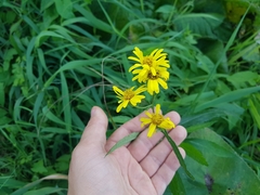 Jacobaea paludosa paludosa