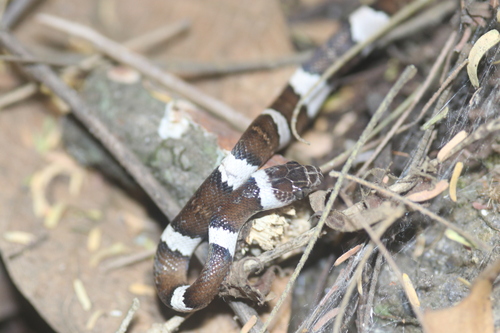 Mexican Lyre Snake