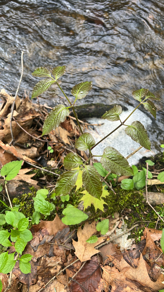 wild sarsaparilla
