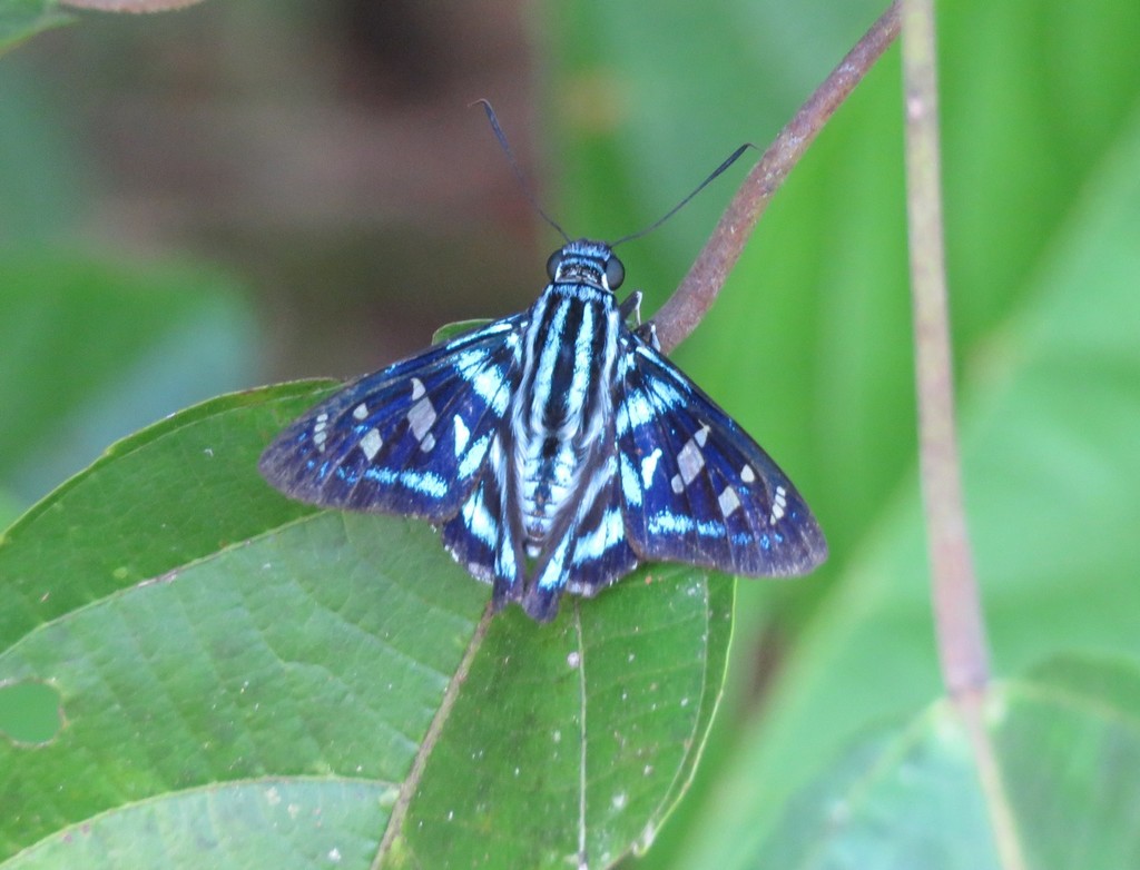 Tarsoctenus papias