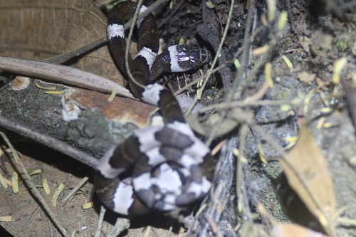 Mexican Lyre Snake