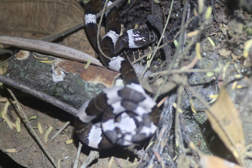 Mexican Lyre Snake