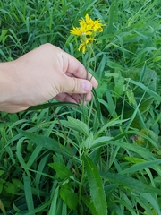 Jacobaea paludosa paludosa