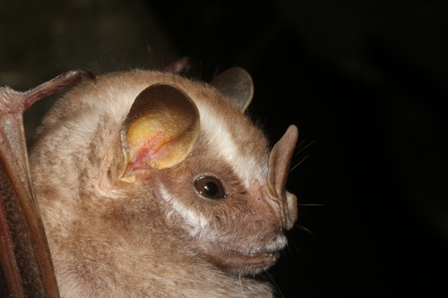 Mexican Big-eyed Bat (Chiroderma scopaeum)
