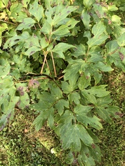 Paeonia × suffruticosa
