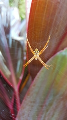 Argiope intricata