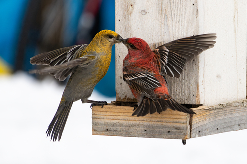 Pine Grosbeak (Pinicola enucleator)