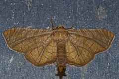 Thyrididae