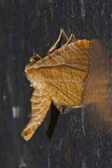 Thyrididae