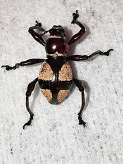 Pachyrhynchus pseudamabilis