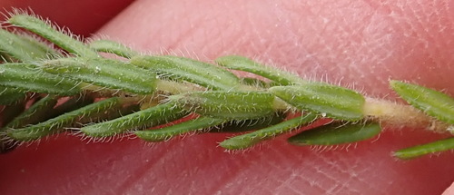 Image of Agathosma serpyllacea by (c) Nicola van Berkel, some rights reserved (CC BY-SA)